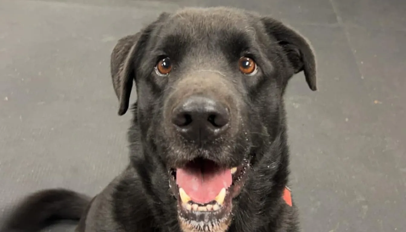 Dog at Howliday Inn Pet Resort — what Causes Dogs to Have a Bad Boarding Experience