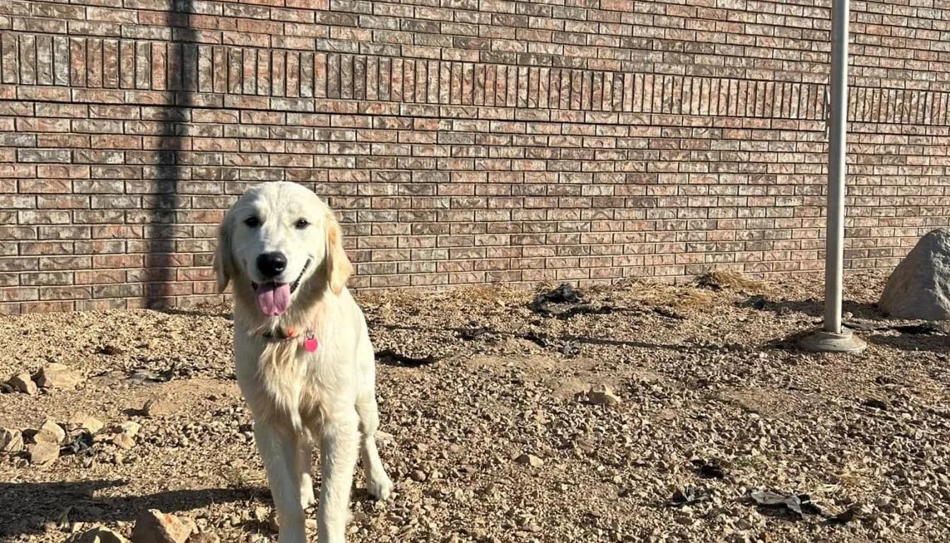 Dog at Howliday Inn Pet Resort — what Should You Look for in a Dog Boarding Facility Near Springfield, MO