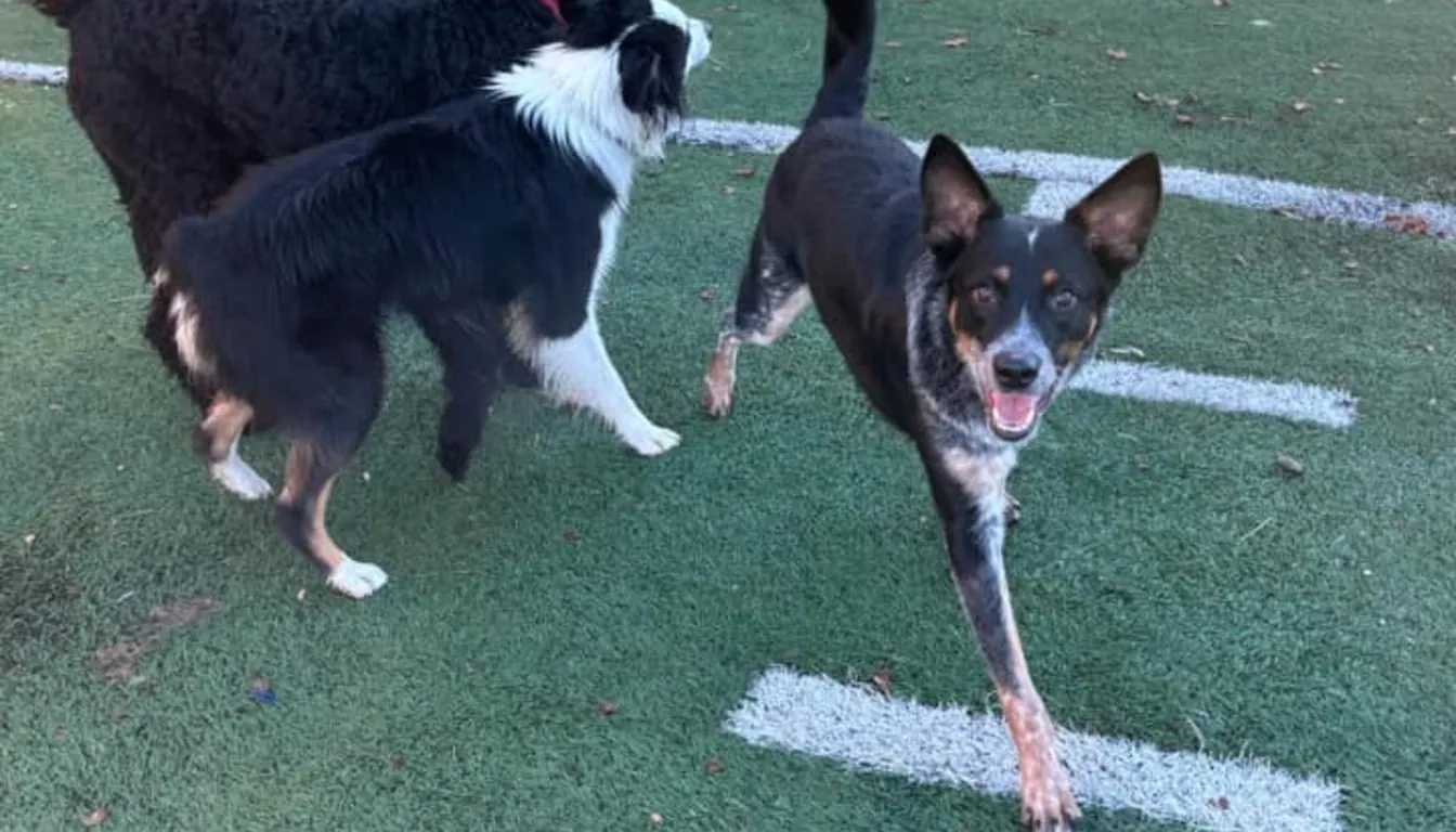 Dog at Howliday Inn Pet Resort — pro Tip