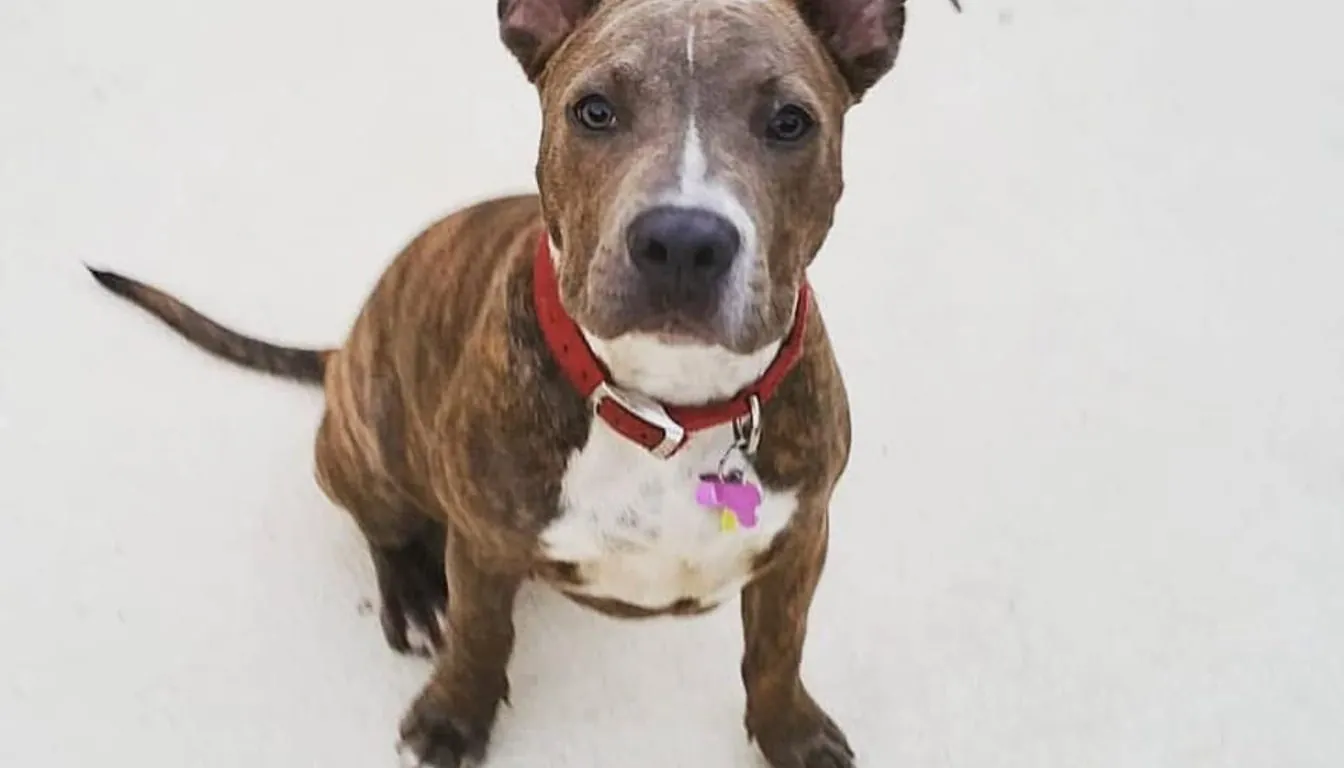 Dog at Howliday Inn Pet Resort — how Professional Dog Trainers Turn Distracted Dogs into Focused Listeners