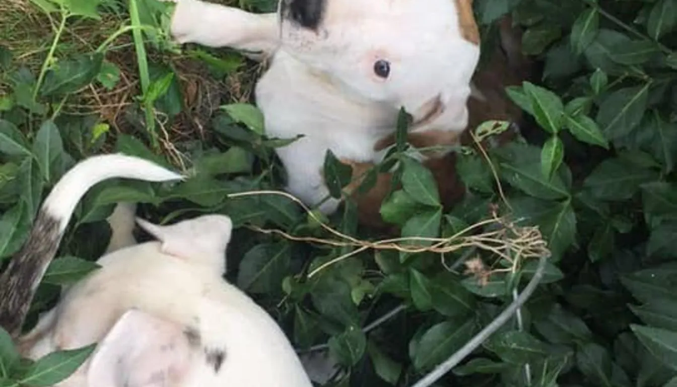 What Causes Dogs to Have a Bad Boarding Experience?