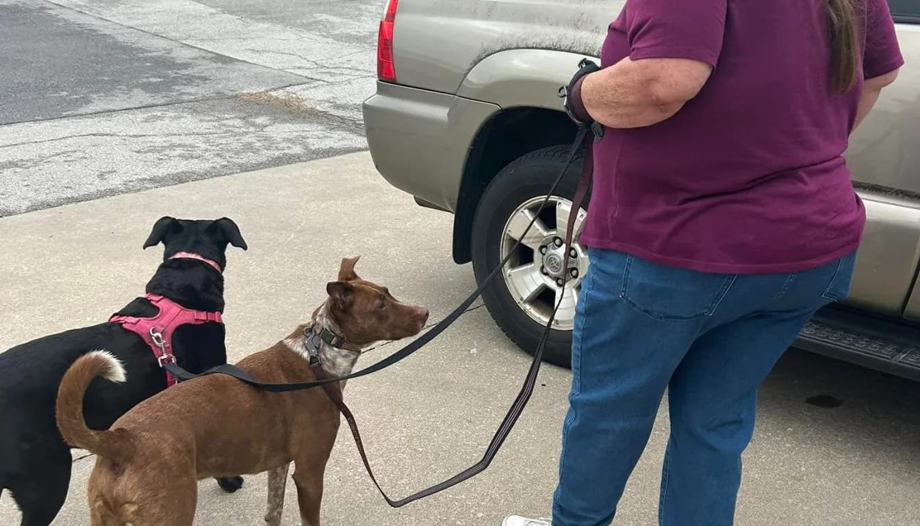 Dog at Howliday Inn Pet Resort — what to Do Instead