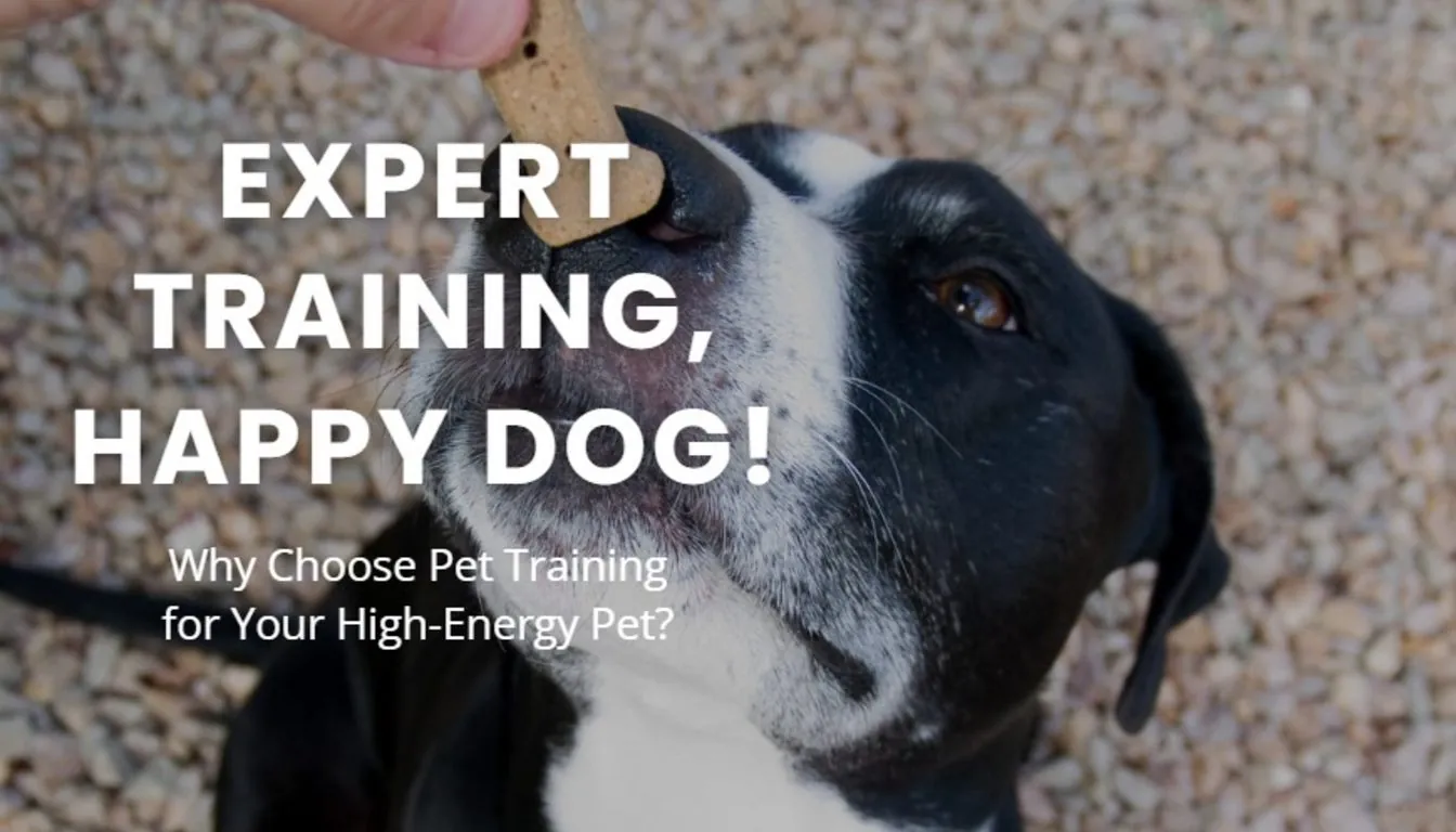 Dog at Howliday Inn Pet Resort — the Purpose behind CGC Training