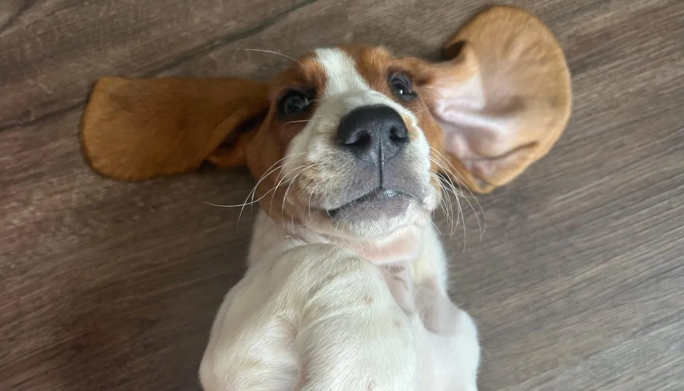 Dog at Howliday Inn Pet Resort — case Study 1: “Maggie the Nervous Rescue”