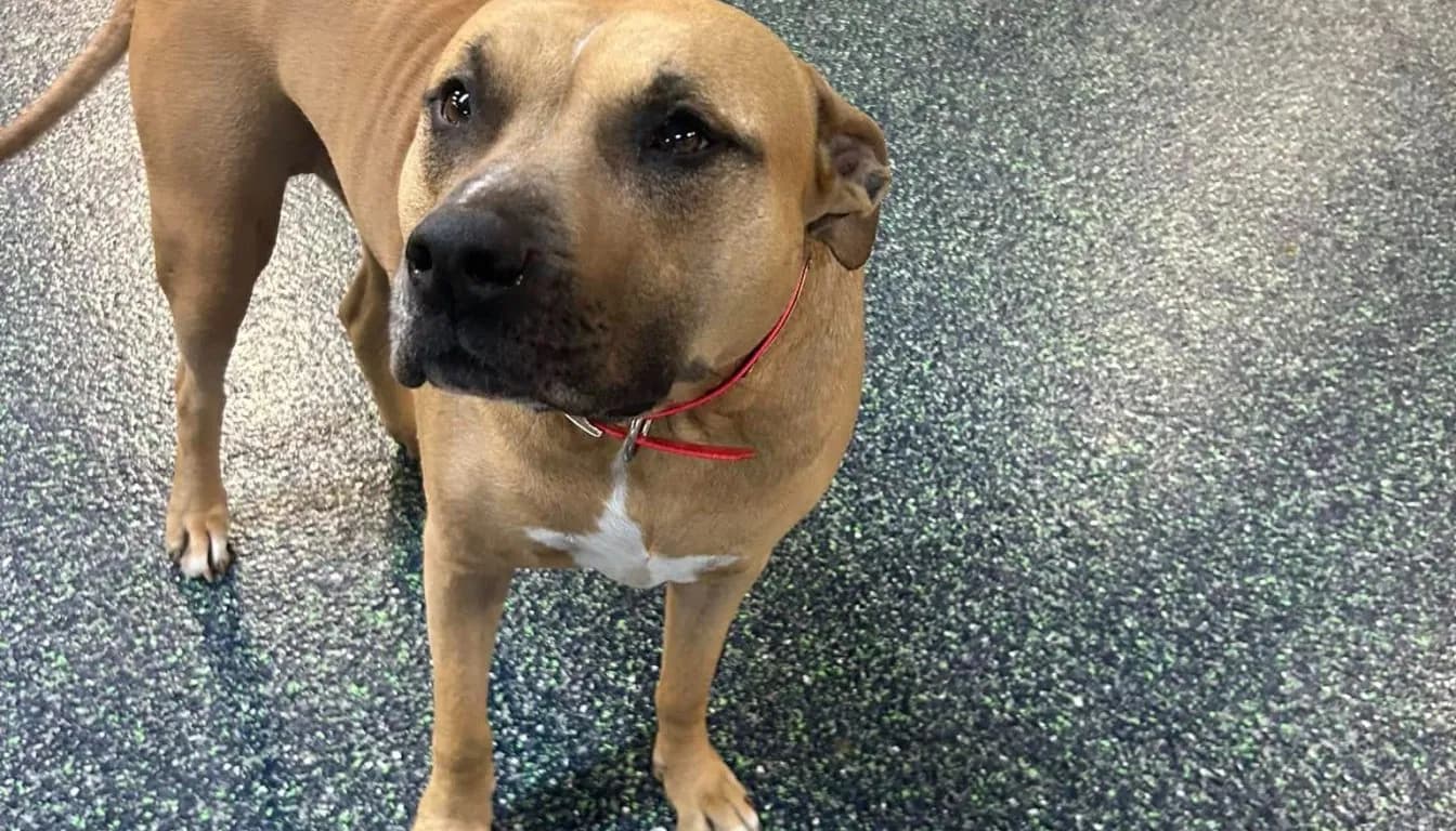 What Are the Best Boarding Options for High-Energy Dogs?