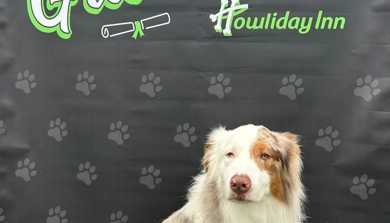 Dog at Howliday Inn Pet Resort — dog Daycare
