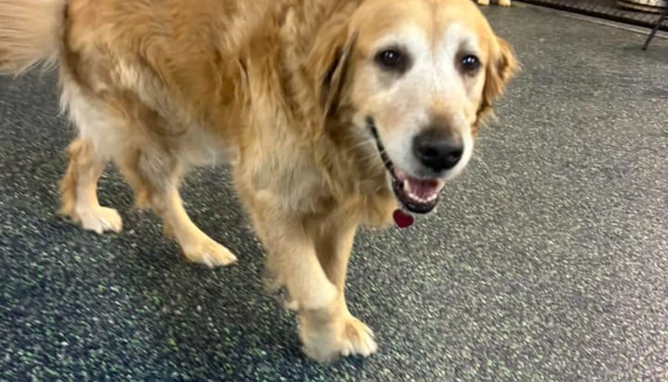 Dog at Howliday Inn Pet Resort — what Are the Best Boarding Options for High-Energy Dogs