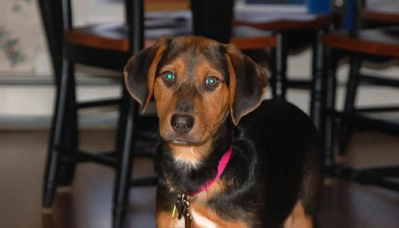 Dog at Howliday Inn Pet Resort — dog Training Boot Camp in Springfield: How Intensive Obedience Programs Transform Behavior
