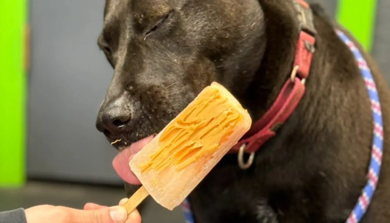 Dog at Howliday Inn Pet Resort — supervised Playgroups Include
