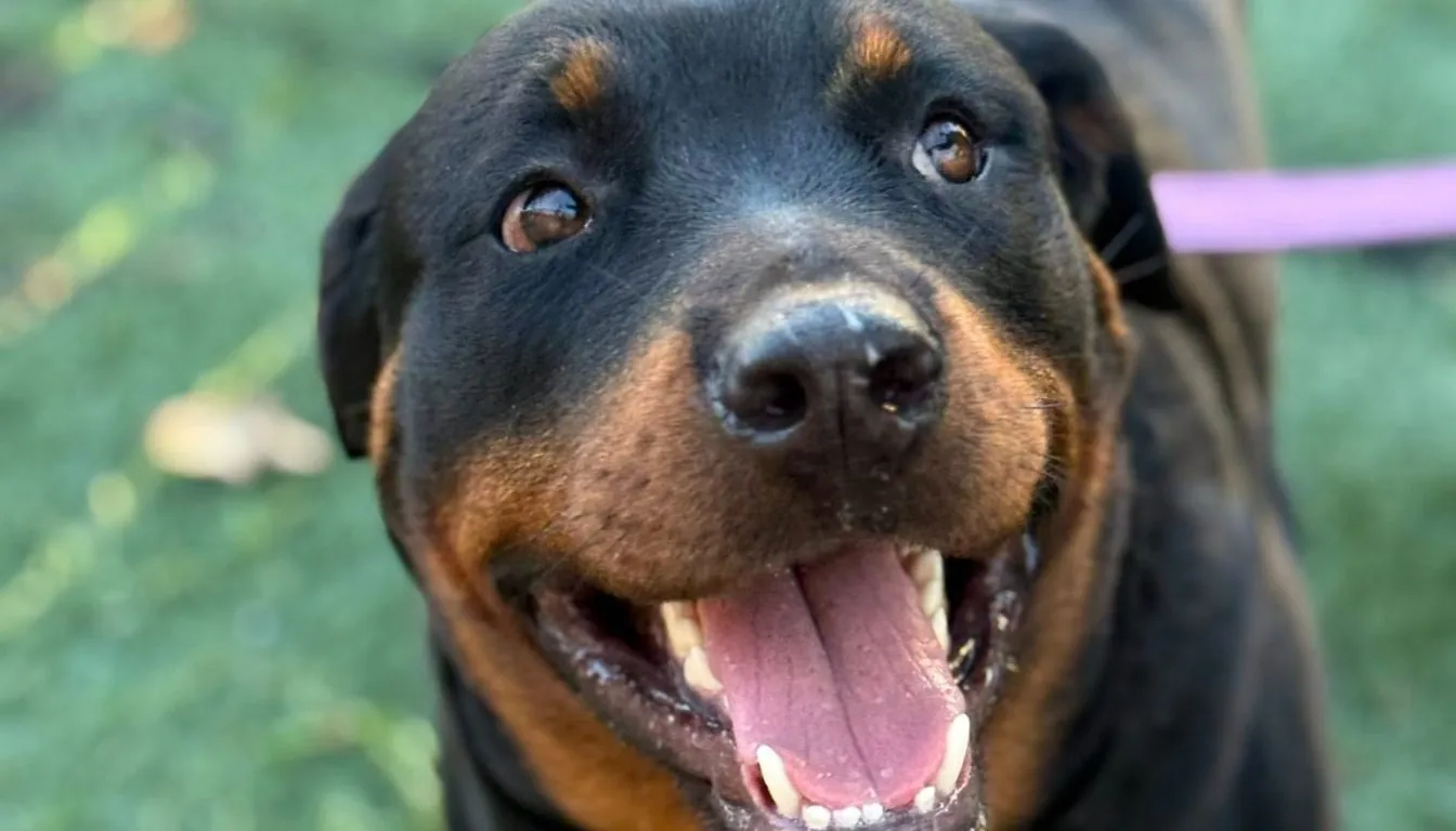 Dog at Howliday Inn Pet Resort — how Do Dogs Behave After Boarding—Better or Worse