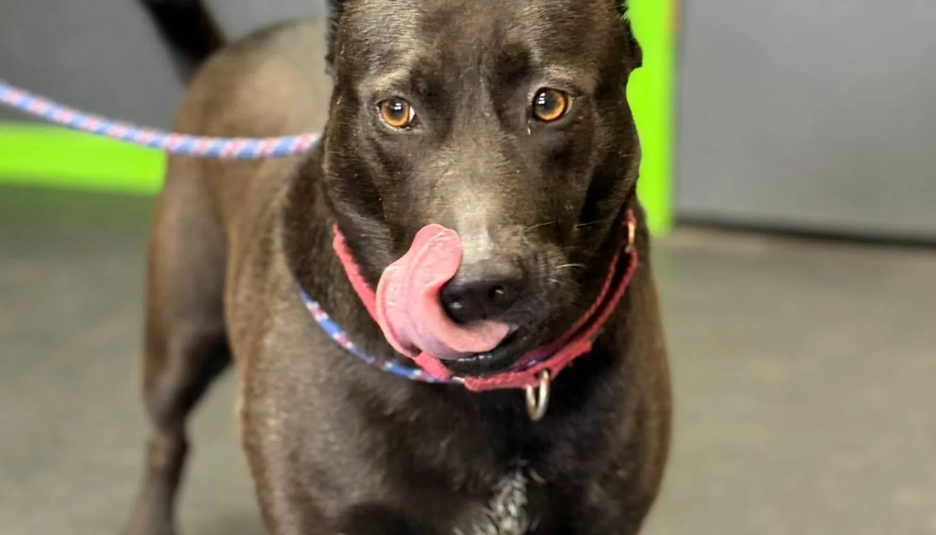 Dog at Howliday Inn Pet Resort — in-Home Pet Care vs. Boarding Facility: What Actually Works Best