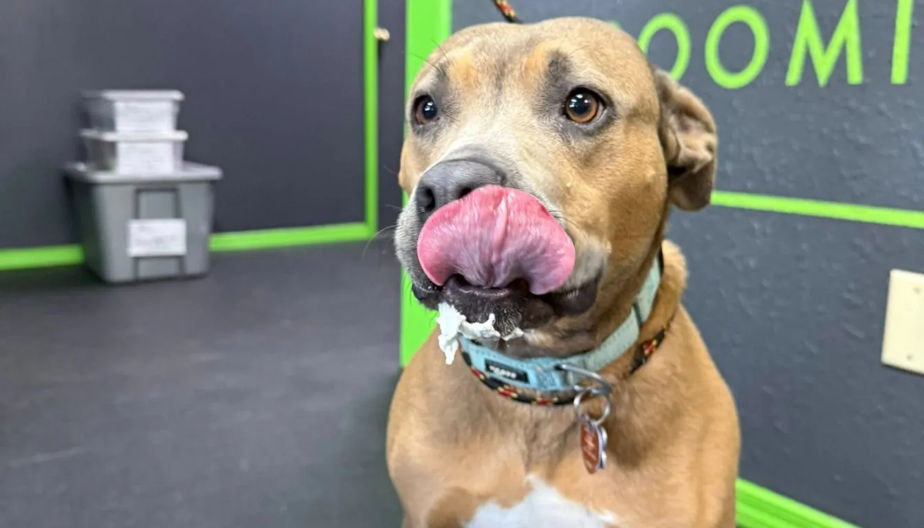 How Much Does Dog Boarding Cost Near Springfield, MO?