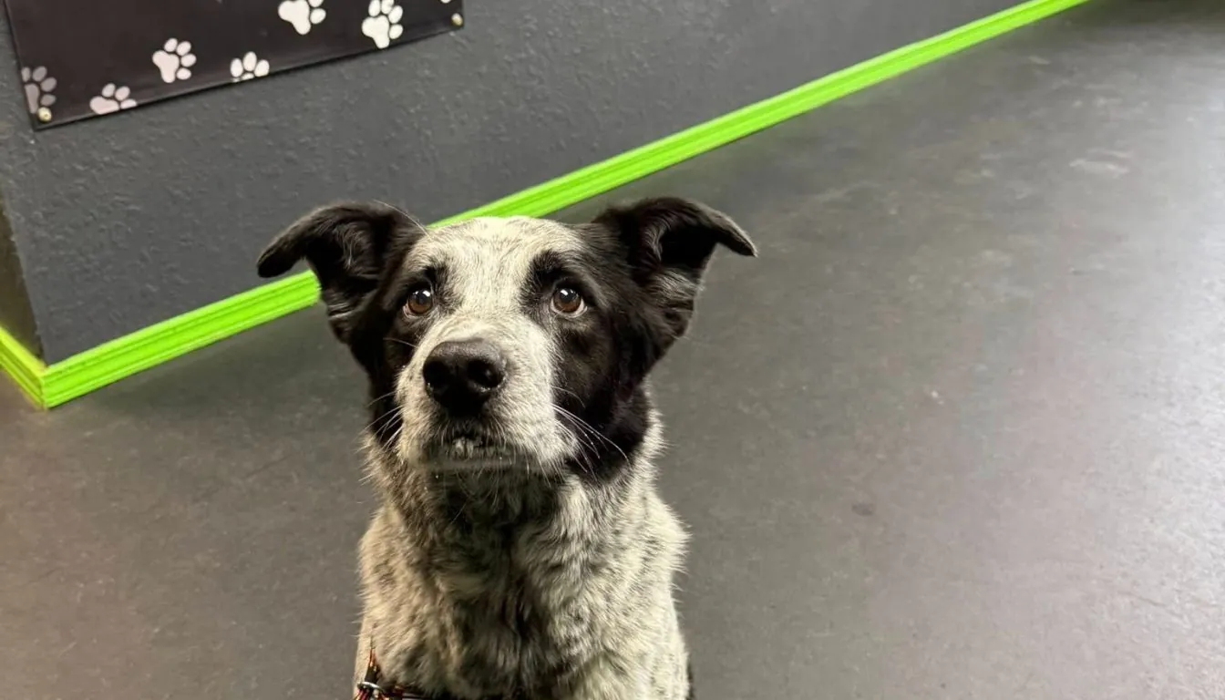 In-Home Pet Care vs. Boarding Facility: What Actually Works Best?