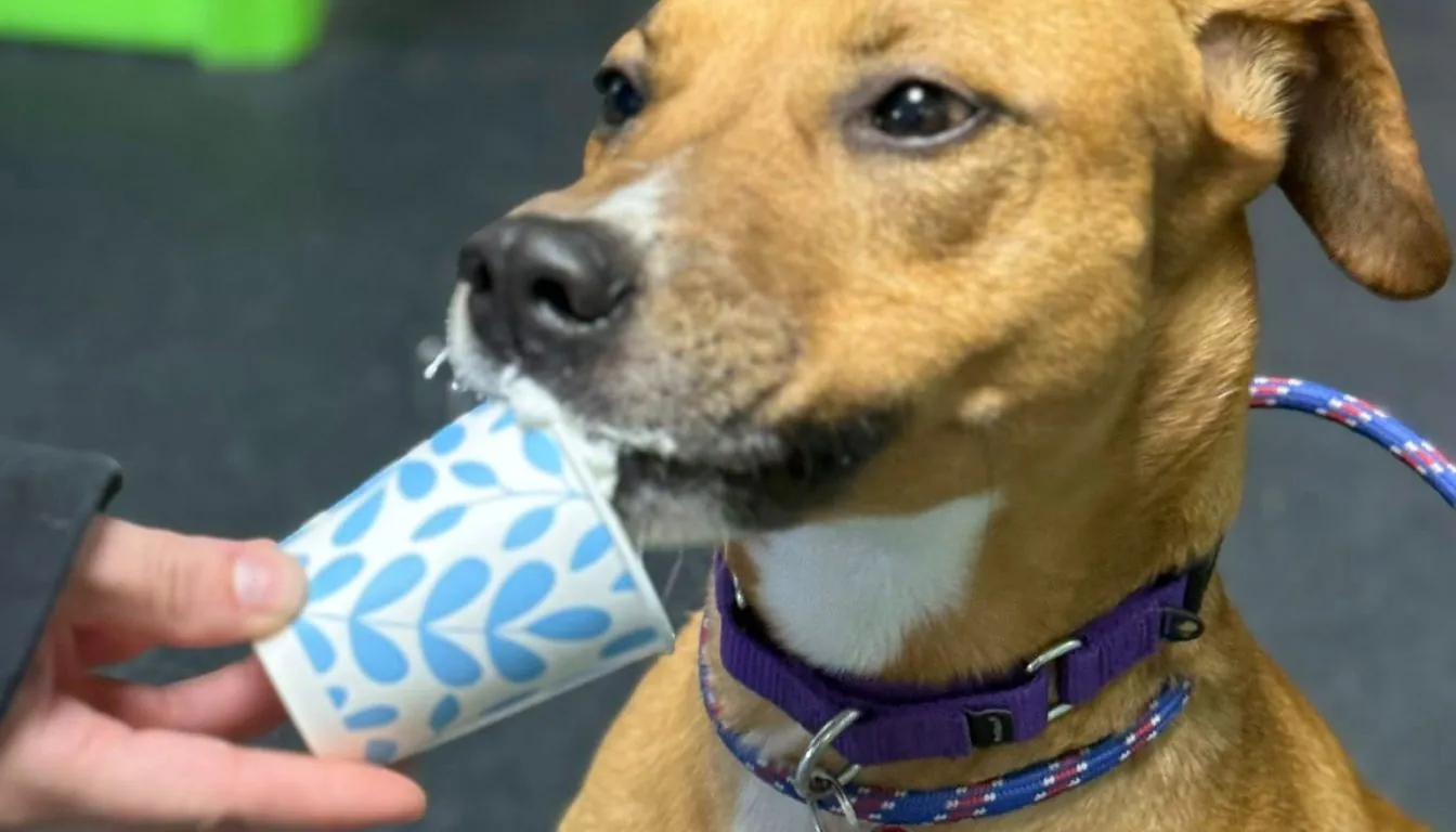 Dog at Howliday Inn Pet Resort — how Much Should You Budget for Boarding During Vacations