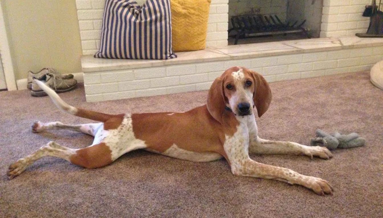 Dog at Howliday Inn Pet Resort — boarding vs. Pet Sitters: Why Professional Dog Boarding in Springfield, MO Gives You