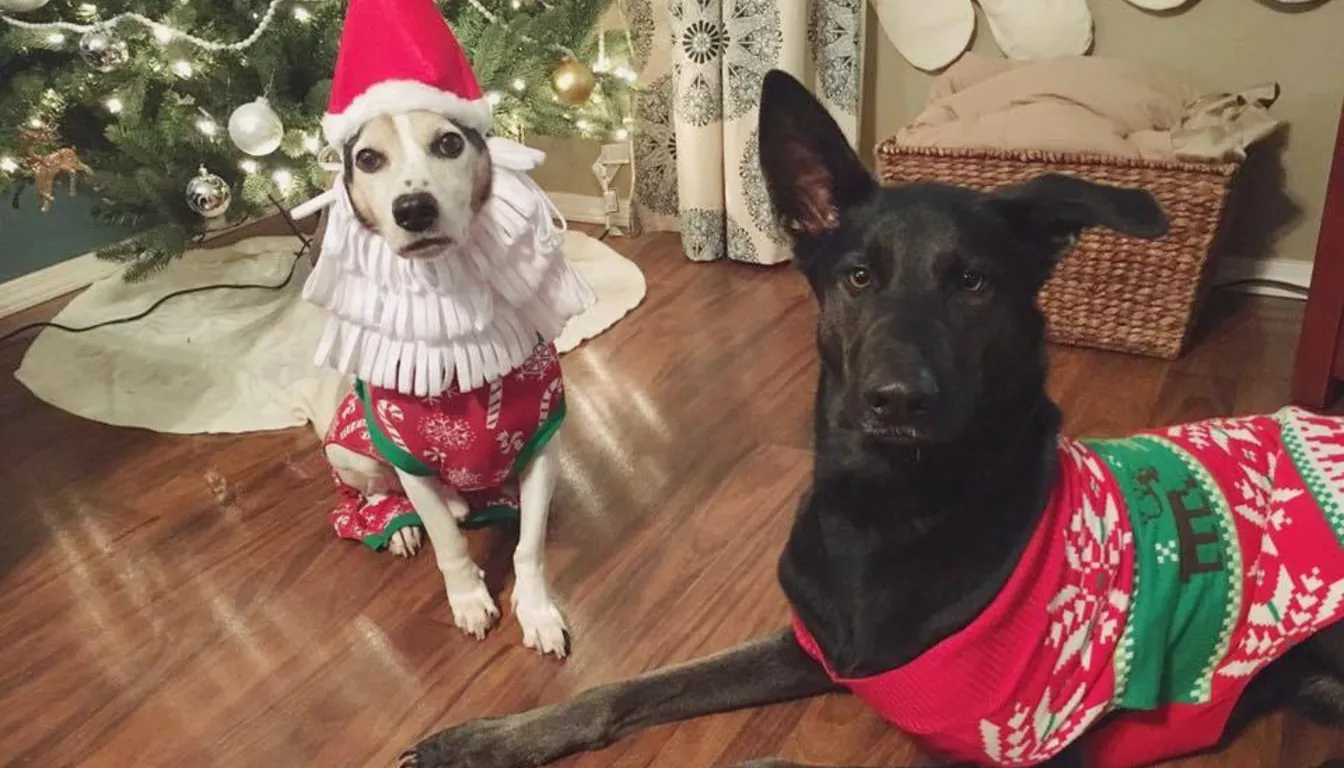 Dog Training Boot Camp in Springfield: How Intensive Obedience Programs Transform Behavior