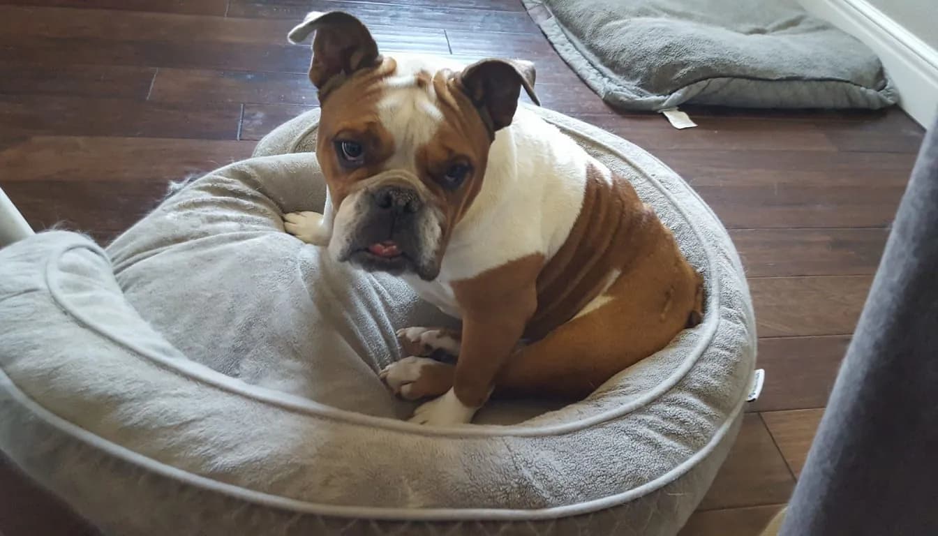 Dog at Howliday Inn Pet Resort — give-Your-Furry-Friend-The-Five-Star-Treatment-They-ve-Always-Dreamed-Of