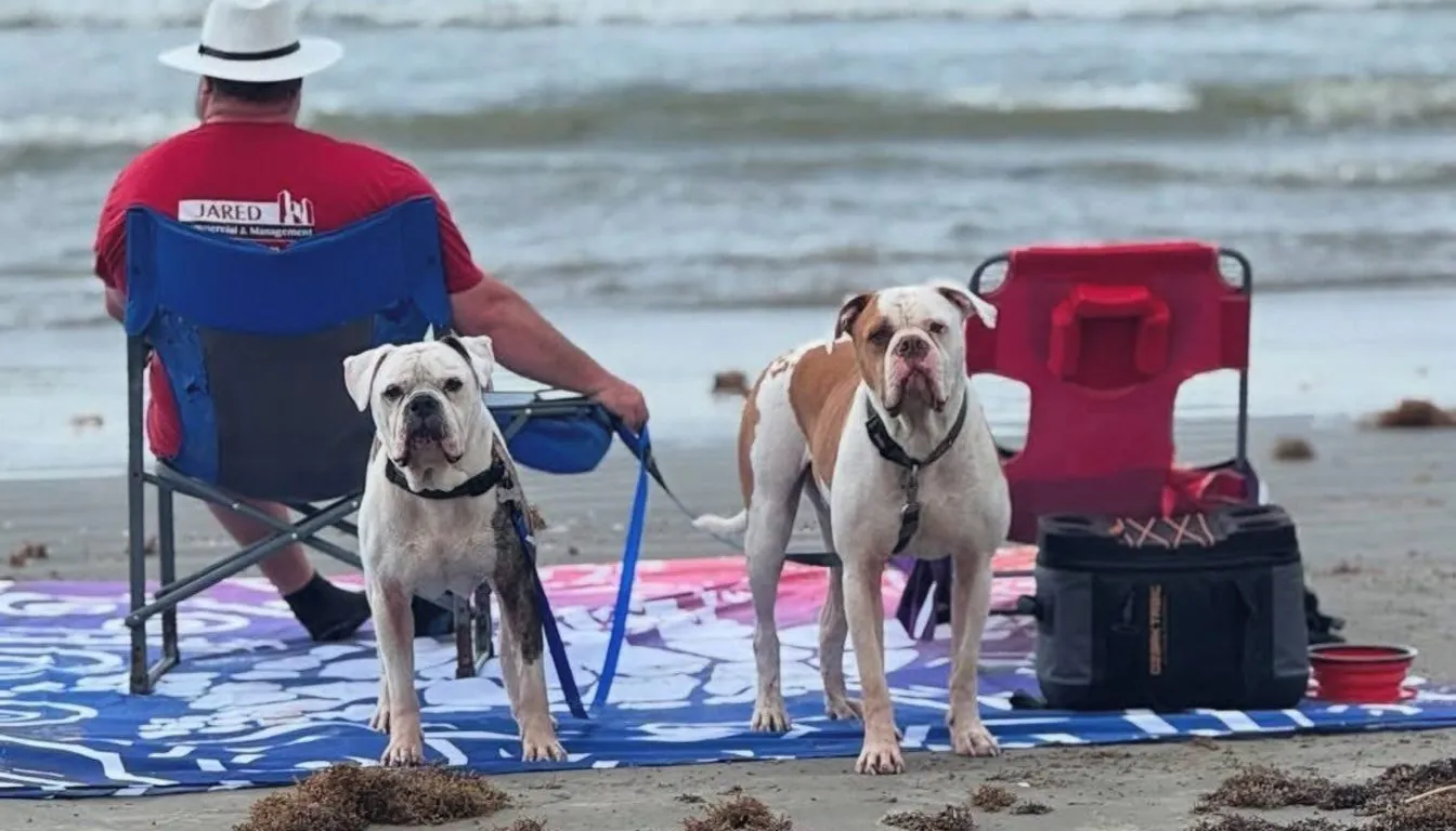 Dog at Howliday Inn Pet Resort — why Dog Boarding Matters