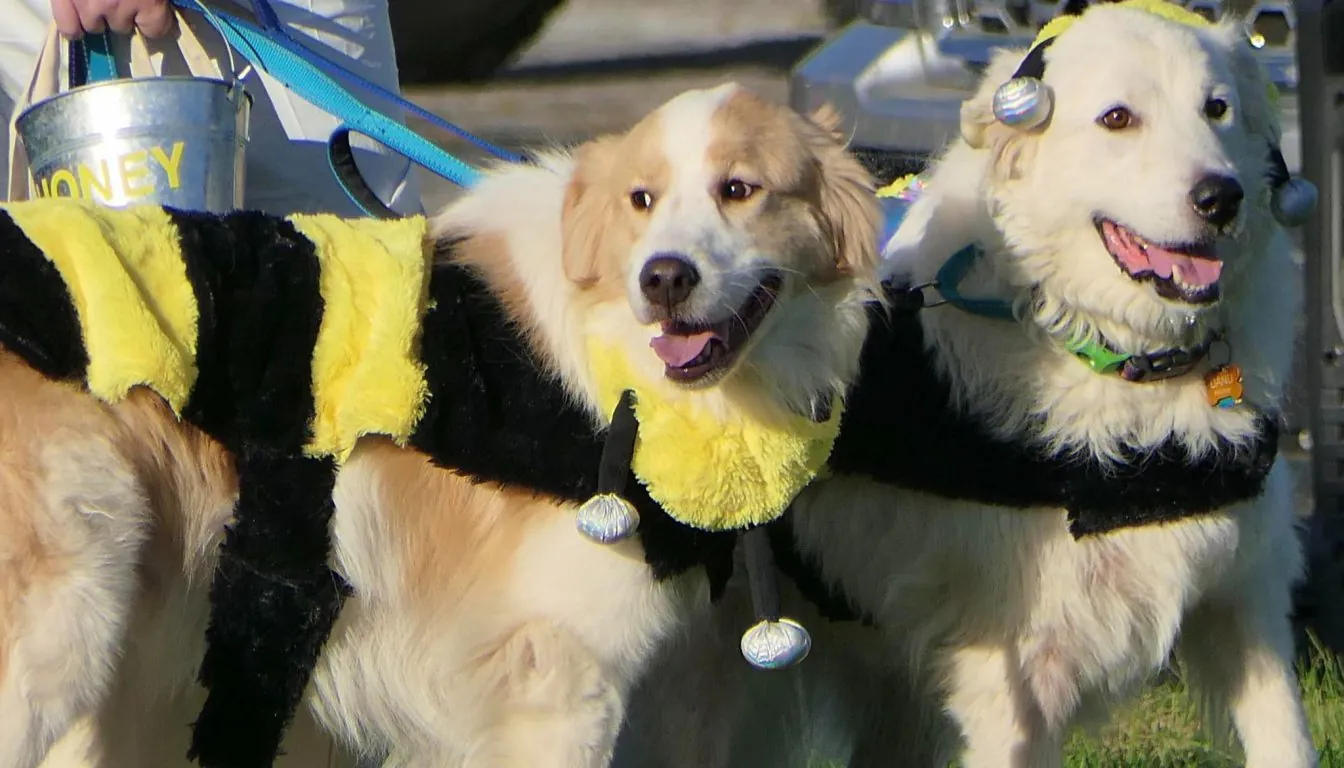 Dog at Howliday Inn Pet Resort — the First 30 Days after Dog Training: What Springfield Dog Owners Should Expect