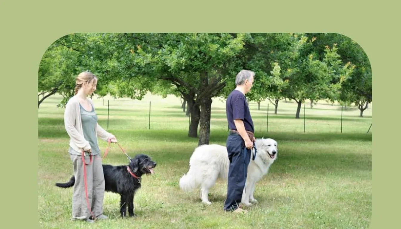 Dog at Howliday Inn Pet Resort — finding the Best Dog Boarding Near Me: What Makes Howliday Inn Pet Resort a Home Away