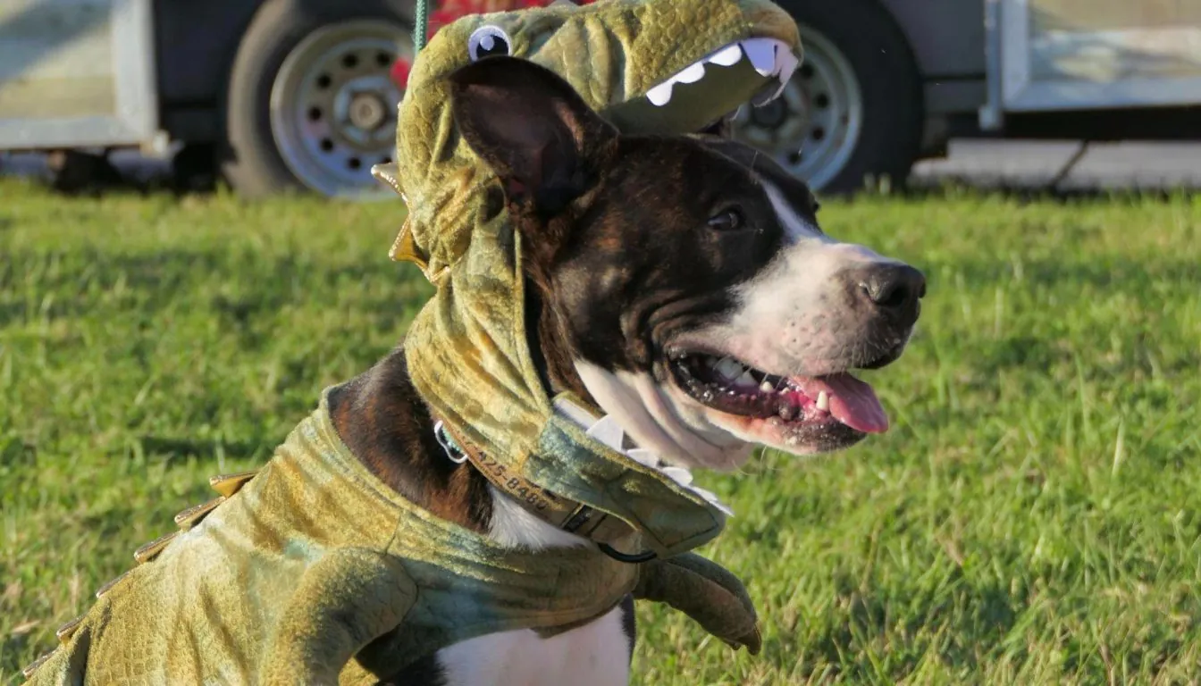 Dog at Howliday Inn Pet Resort — doggy Day Care vs. Pet Boarding in Springfield: Which Is Right for Your Dog