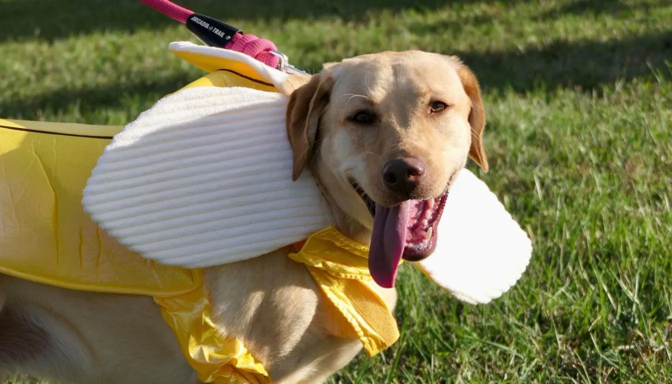 What Are the Best Ways to Prepare Your Dog for Boarding?