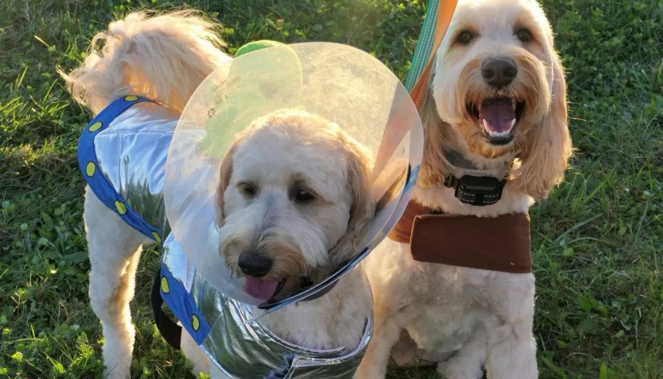 Doggy Day Care vs. Pet Boarding in Springfield: Which Is Right for Your Dog?