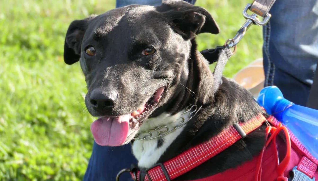 Do Dogs Enjoy Boarding, or Do They Just Tolerate It?
