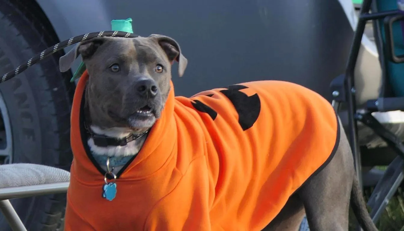 Dog at Howliday Inn Pet Resort — how Our Dog Boot Camp in Springfield Helps Build Obedience That Lasts a Lifetime