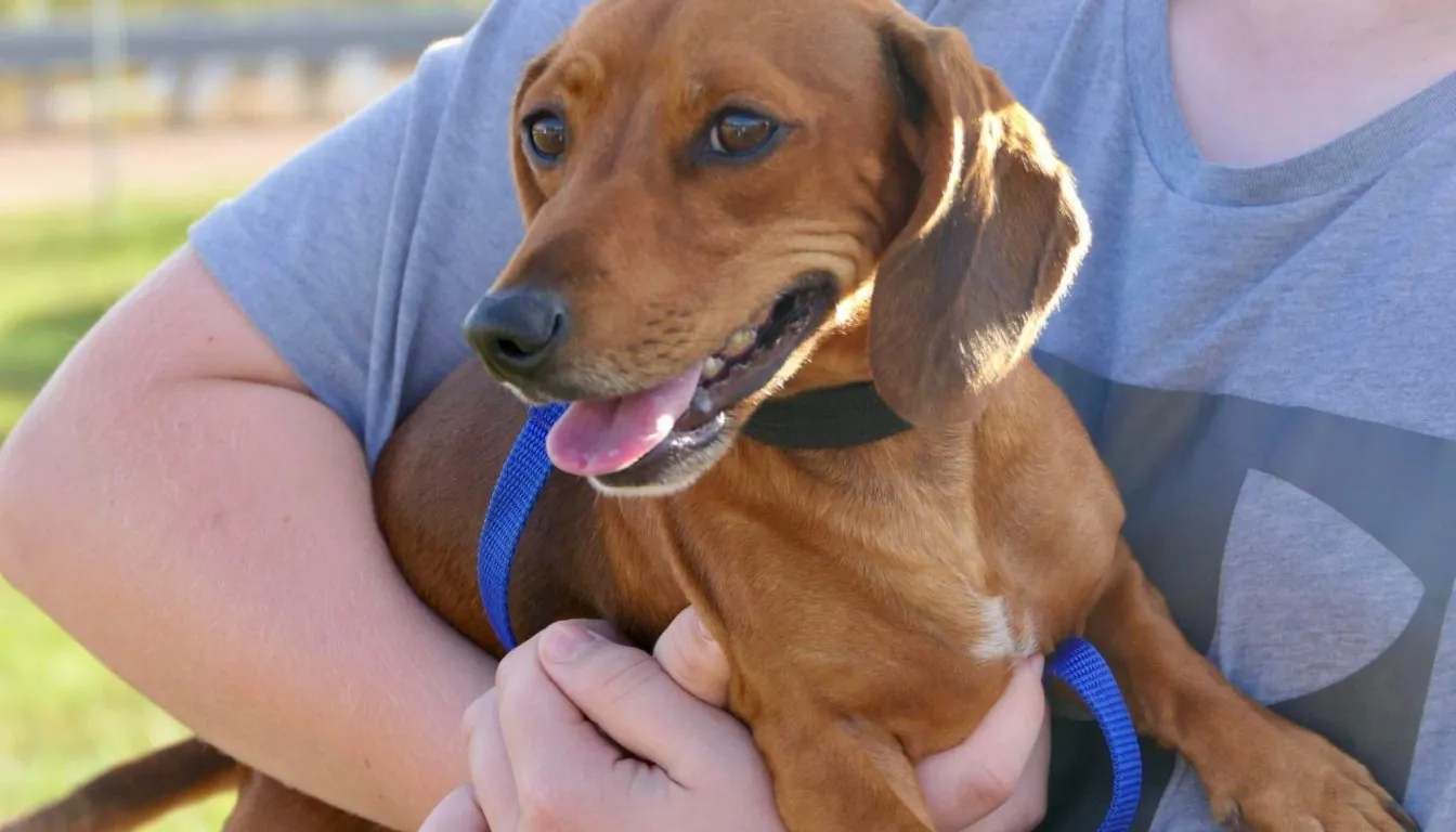Dog at Howliday Inn Pet Resort — confidence Training for Shy or Nervous Dogs