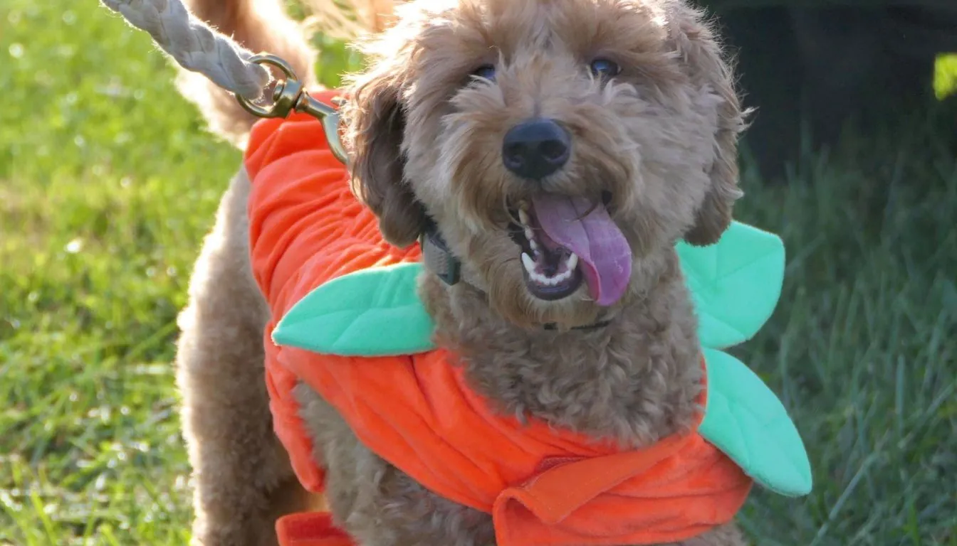 Boarding Dogs in Springfield, MO: What Every Pet Parent Should Know