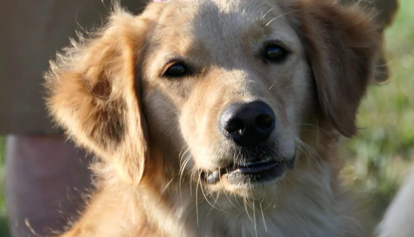 The First 30 Days after Dog Training: What Springfield Dog Owners Should Expect