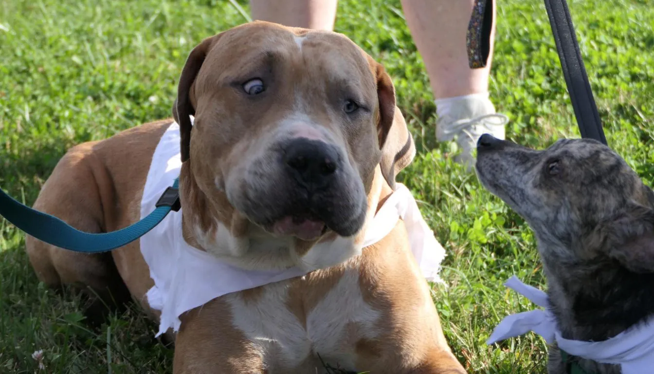 Dog at Howliday Inn Pet Resort — dog Boarding Facility vs. Pet Sitter: Which Is Better for Your Dog