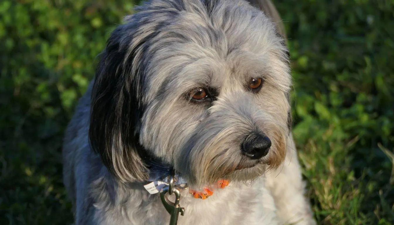 How Do Dogs Behave After Boarding—Better or Worse?