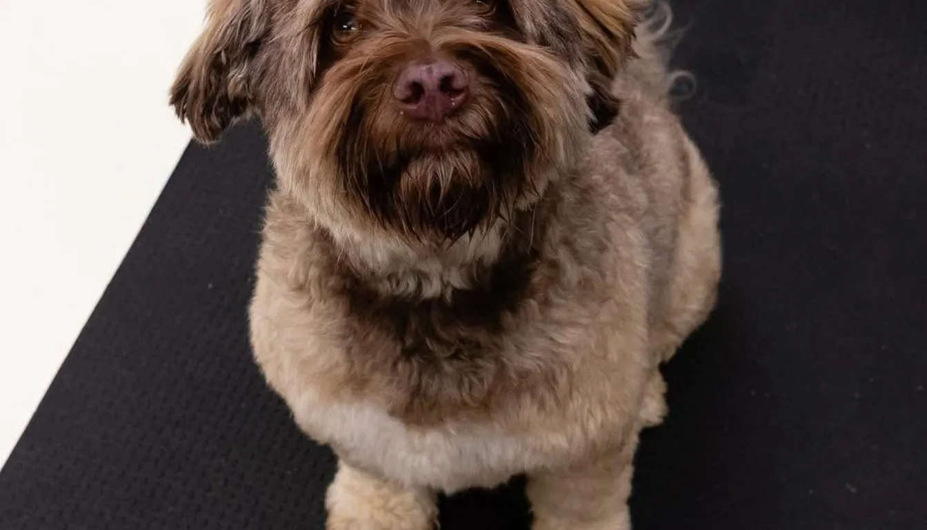 Dog at Howliday Inn Pet Resort — in-Home Sitters