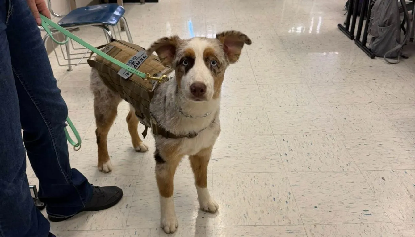 Confidence Training for Shy or Nervous Dogs