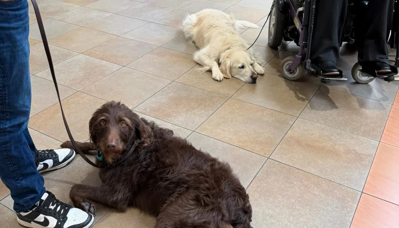 Dog at Howliday Inn Pet Resort — what If Your Dog Cries All Night at Boarding? How Professionals Calm Them Down