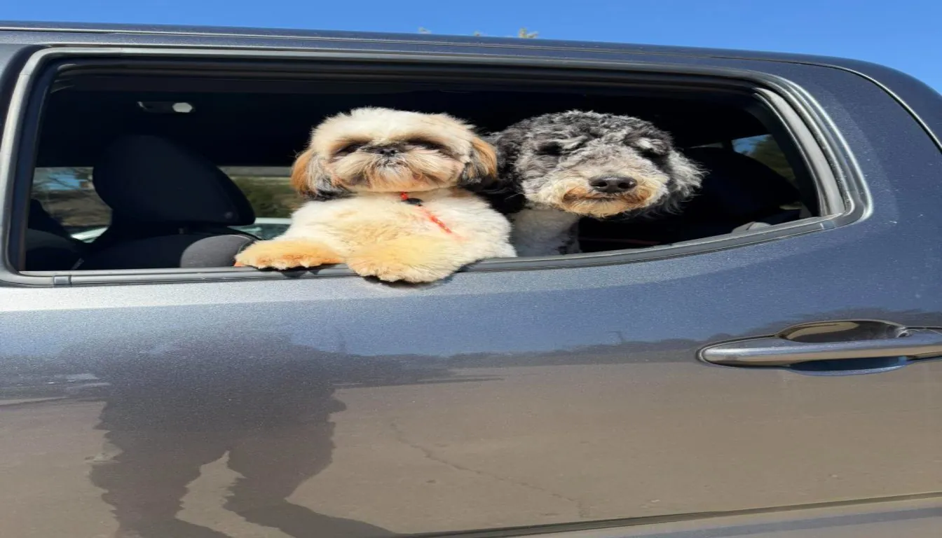 Can Dog Boarding Improve Training Results? What Springfield Pet Experts Say