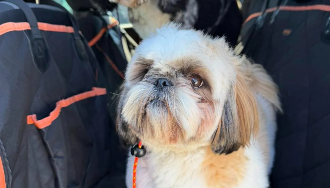 Dog at Howliday Inn Pet Resort — can Dog Boarding Improve Training Results? What Springfield Pet Experts Say