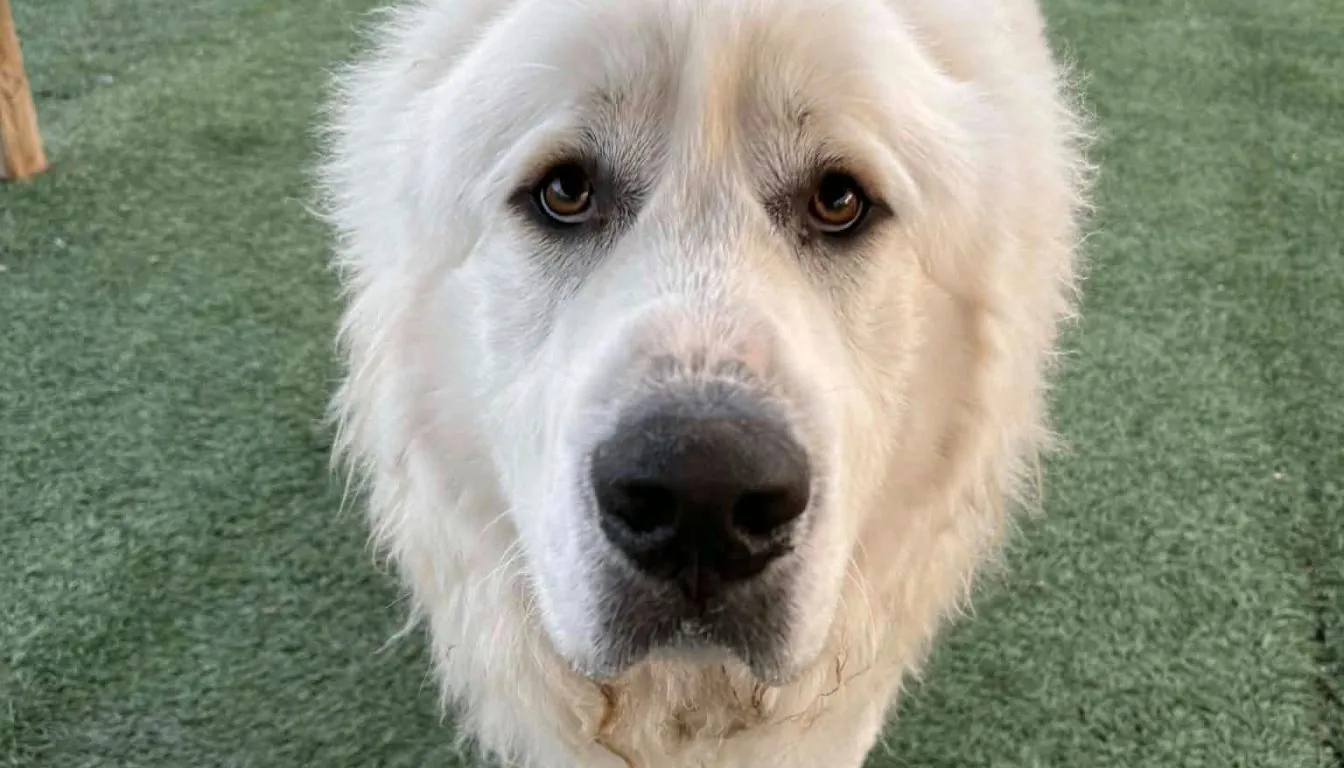 Is It Better to Leave Your Dog at Home or Board Them in Springfield? A Situation-Based Breakdown