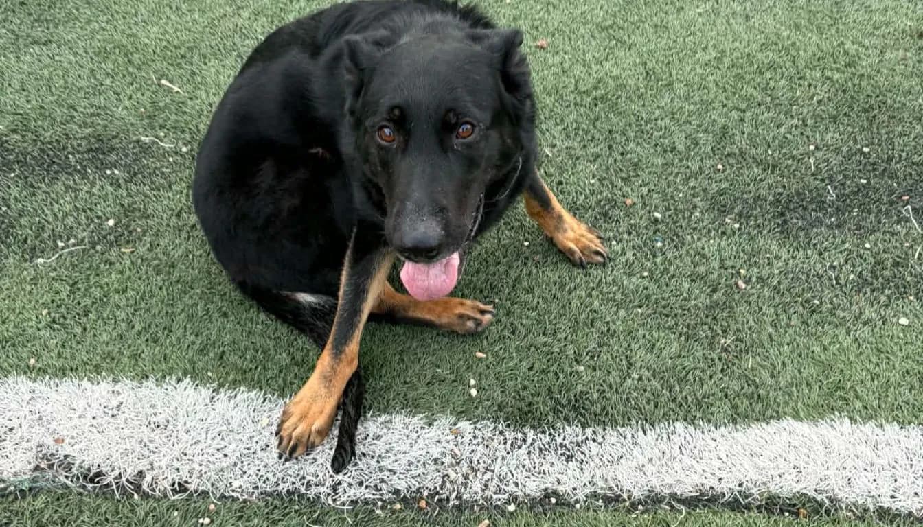 Can Multiple Dogs Stay Together During Boarding in Springfield? A Complete Guide for Pet Parents