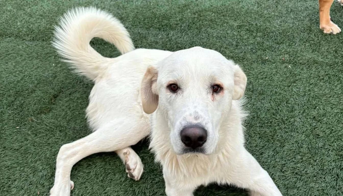 Dog at Howliday Inn Pet Resort — is It Better to Leave Your Dog at Home or Board Them in Springfield? A Situation-Based
