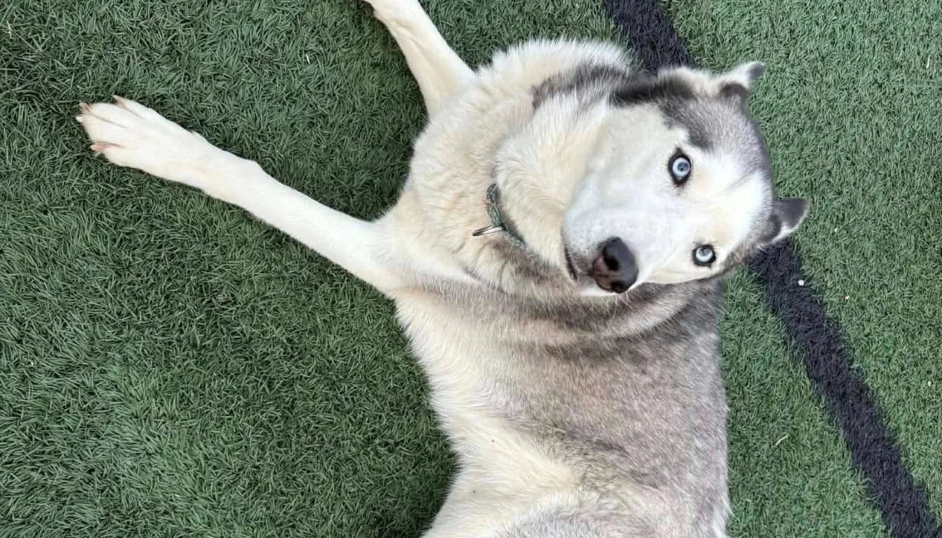 Dog at Howliday Inn Pet Resort — can Multiple Dogs Stay Together During Boarding in Springfield? A Complete Guide for