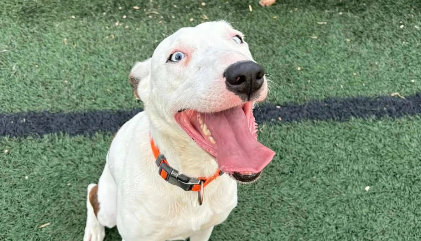 The 24-Hour Timeline of a Dog’s First Stay at Howliday Inn Pet Resort (Step-by-Step)