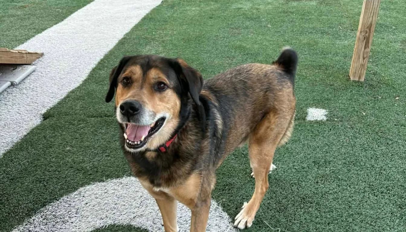 Dog Boarding Facility vs. Pet Sitter: Which Is Better for Your Dog?