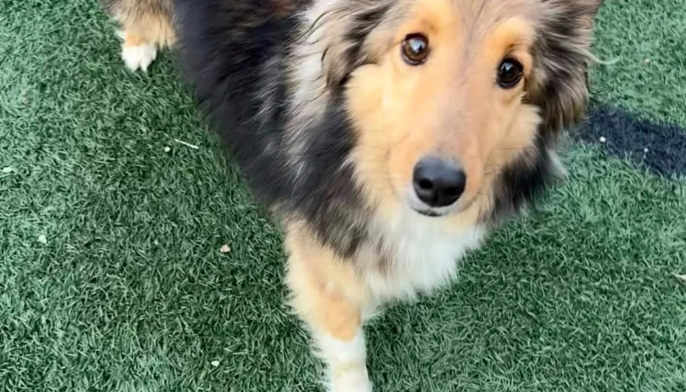 Dog at Howliday Inn Pet Resort — why Some Dogs Refuse to Eat During Boarding-And What Experienced Caregivers Do Instead