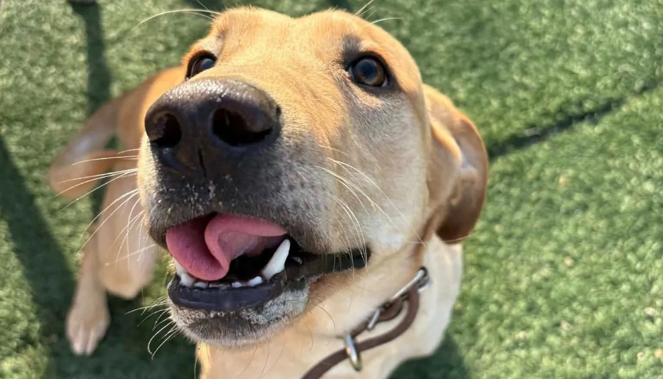 Dog at Howliday Inn Pet Resort — boarding Isn’t Just Care — It Can Actually Improve Your Dog’s Behavior (Here’s How)