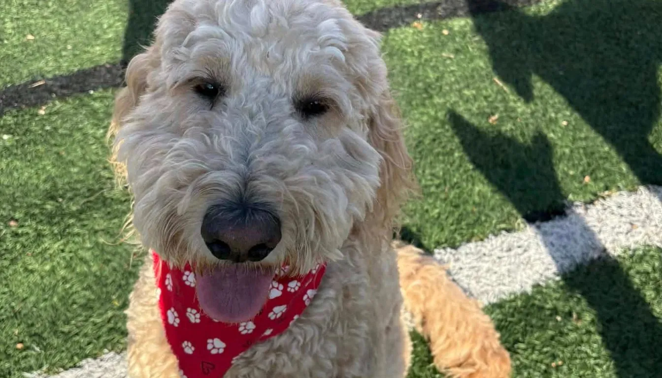 What Actually Makes a ‘Luxury’ Pet Resort? (Hint: It’s Not Fancy Beds)