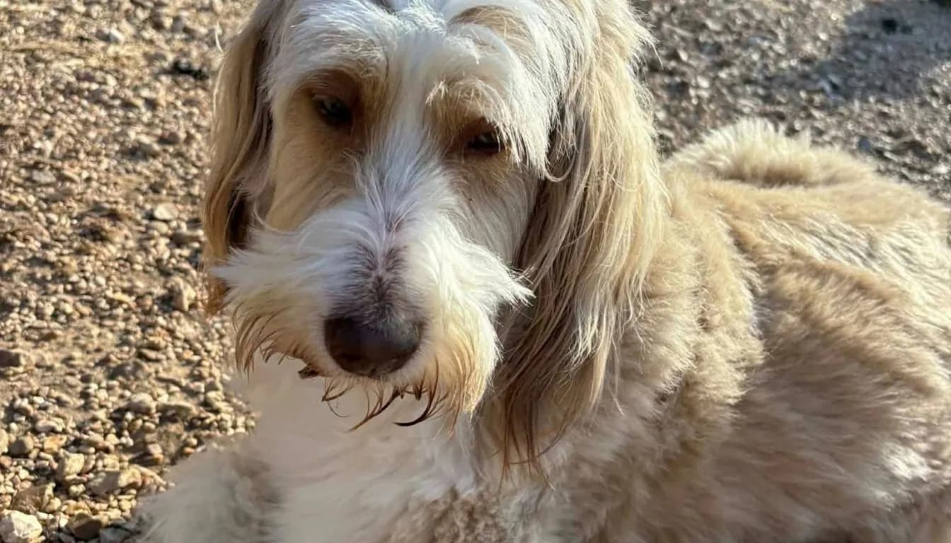 Dog at Howliday Inn Pet Resort — the Hidden Stress Signals Most Dog Owners Miss (Especially After Boarding)