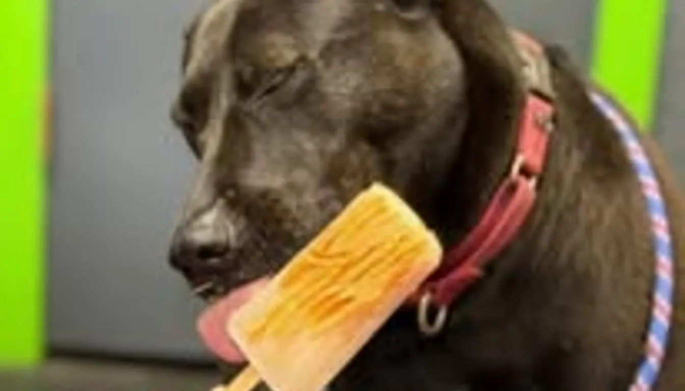 Boarding Isn’t Just Care — It Can Actually Improve Your Dog’s Behavior (Here’s How)